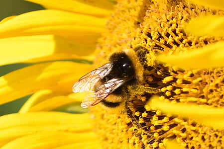 hummel, sun flower, yellow, insect, blossom, bloom, pollination