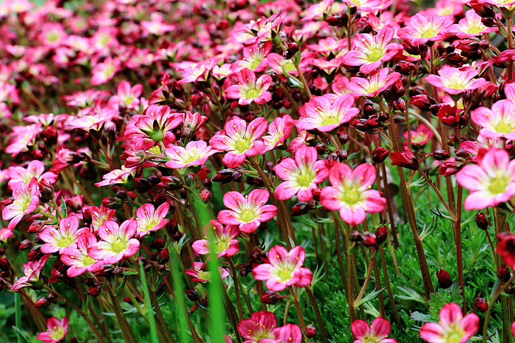 Roosi Chrysosplenium, lilled, roosa, punane, punane lill, Aed, lill