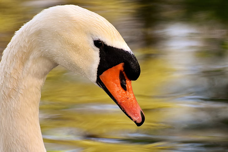 Swan, rybník, Vodné vták, perie, Fotografie prírody, zviera, milý