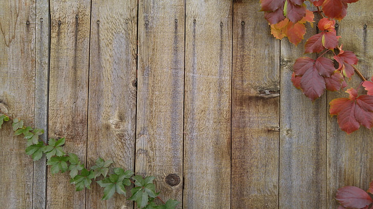 vines, autumn, greeting card, wood fence, wood - material, leaf, outdoors