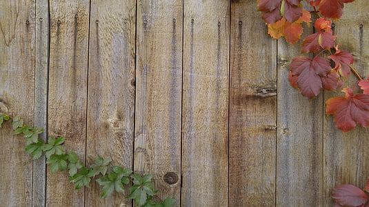 vinice, podzim, Blahopřání, dřevěný plot, dřevo - materiál, list, venku