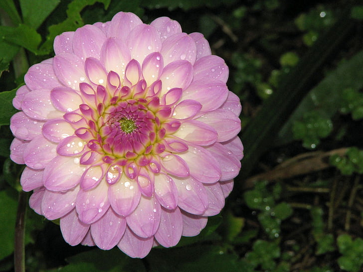 flower, pink, blossom, bloom