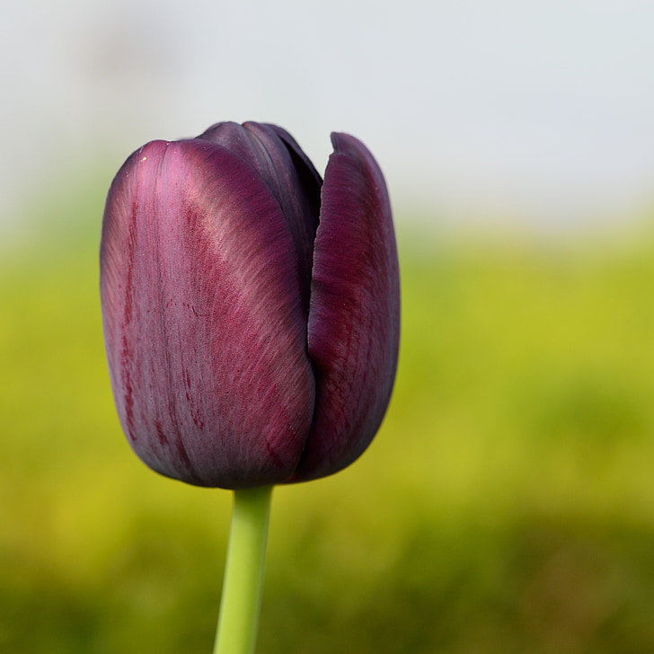 Tulipa, flor, flors