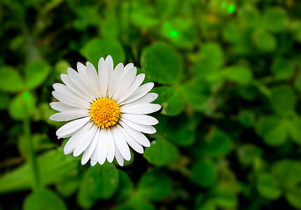 flower, spring, nature, bloom, green, daisy, plants