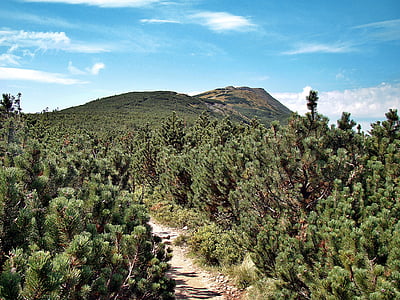 babia top, mountain pine, the path, trail, landscape, beskids, sokolica