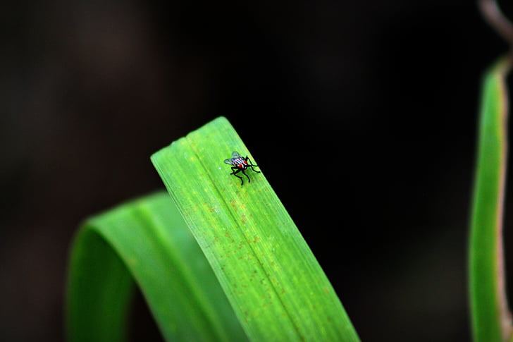 fly, plant, close-up, red-eyed