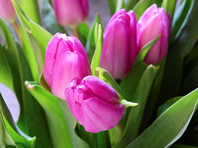 flor, tulipanes, flor, floración, ramo de la, cumpleaños, felicitar