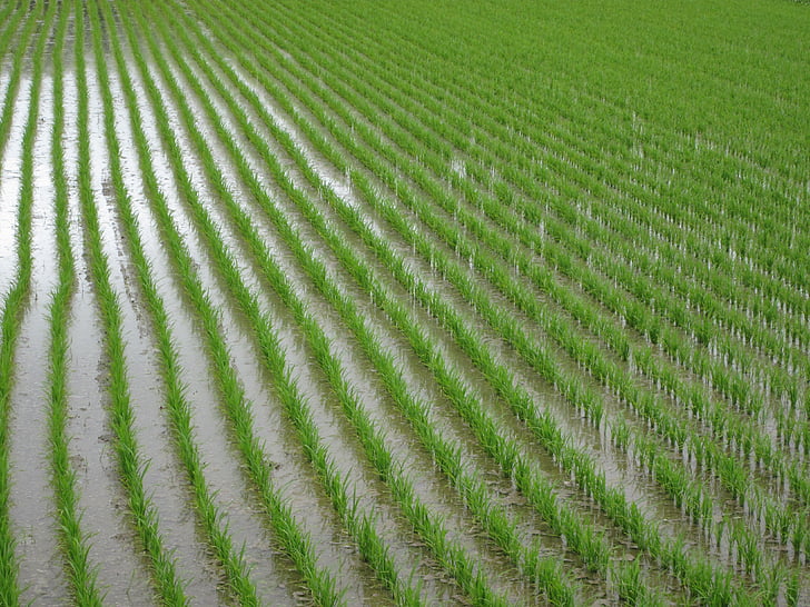 paddy field, green, plant, usd, agriculture