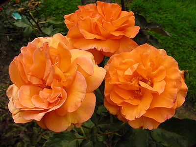 -de-rosa, roseira, flores, laranja, Westerland