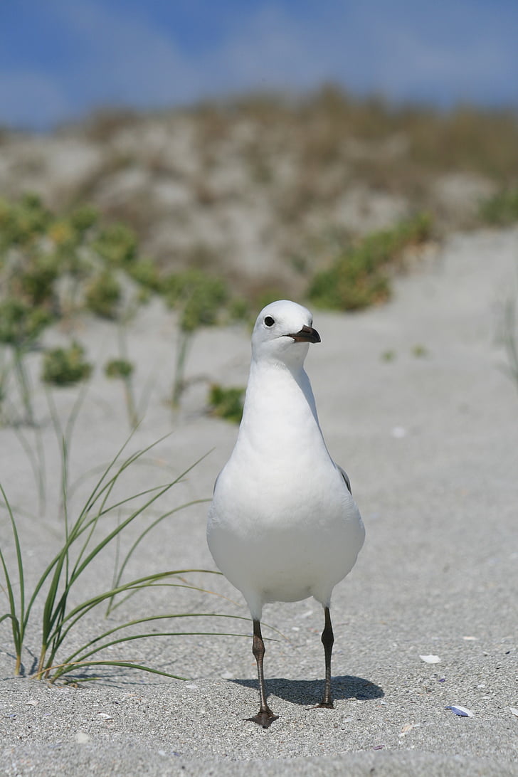 sea gull, bird, west coast beach, coast