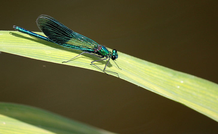 Dragonfly, list, hmyz, Příroda, volně žijící zvířata, zvířecí motivy, jedno zvíře