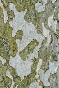 bark, tree, plant, texture, wood, old, trunk