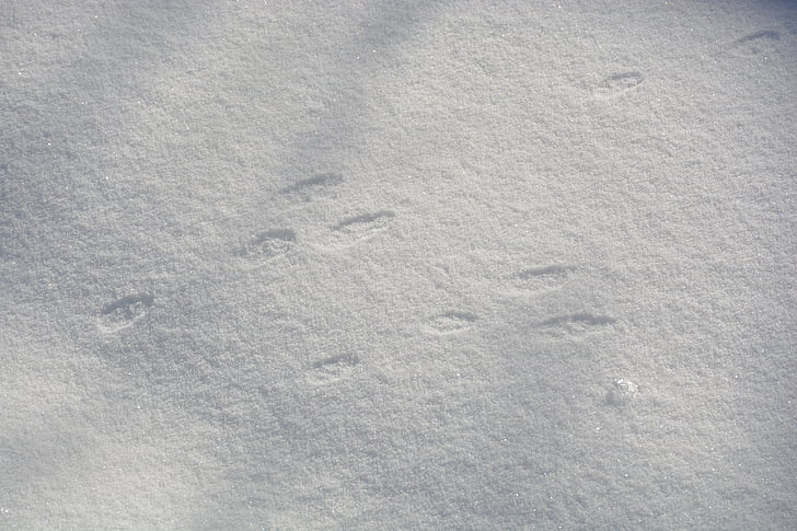 rabbit, bunny, footprint, track, winter, snow, animal