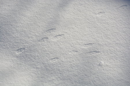 토끼, 토끼, 발자국, 트랙, 겨울, 눈, 동물