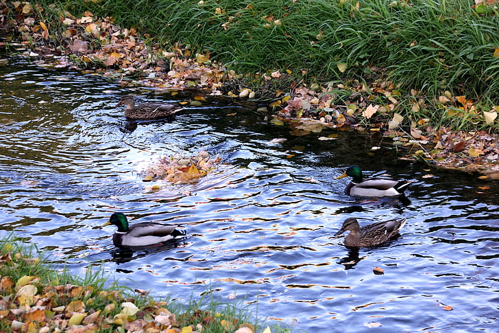Bebek, Pasang bebek, air, desa creek, beberapa, unggas air, musim gugur