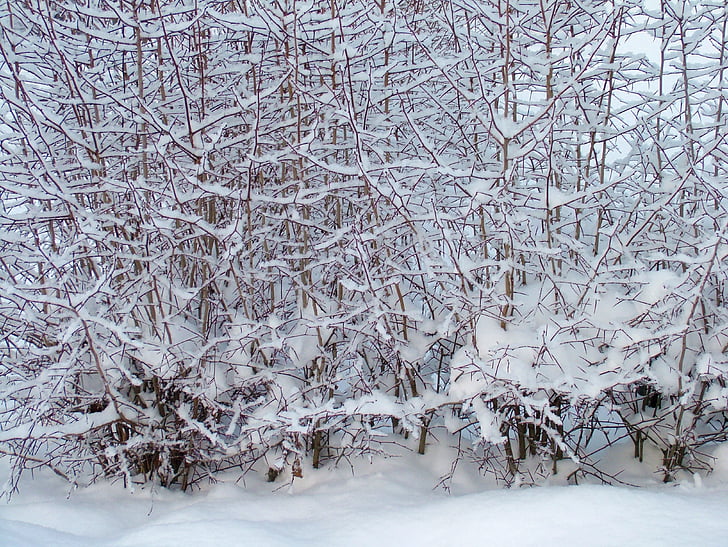 invierno, sucursales, árbol, nieve, cubierto de nieve