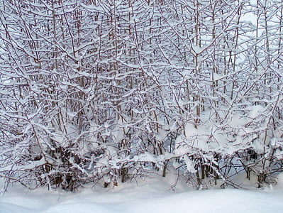 l'hivern, branques, arbre, neu, cobert de neu