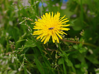 dandelion, fly, weed, flowers, yellow, nature, flower