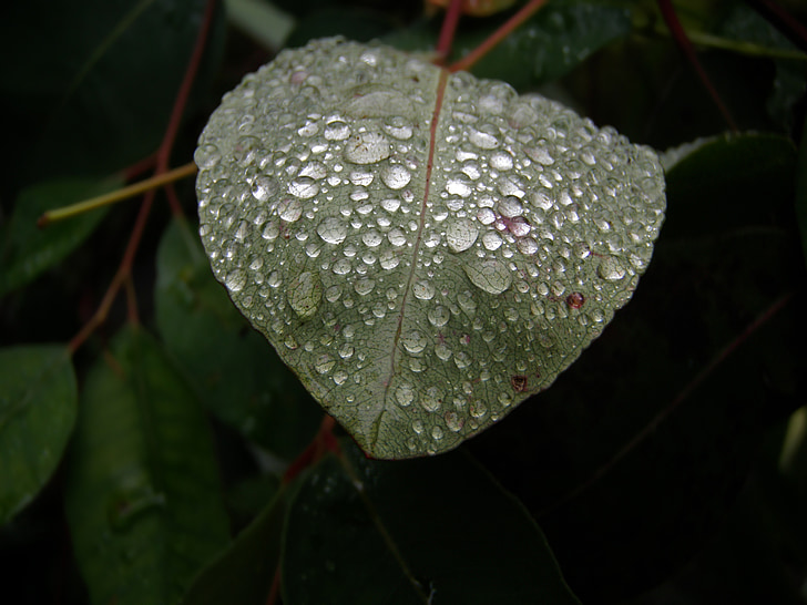 dew on leaf, droplets, nature, green, macro, fresh, drops