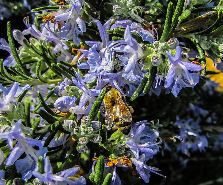 abella, insecte, treballant, flor