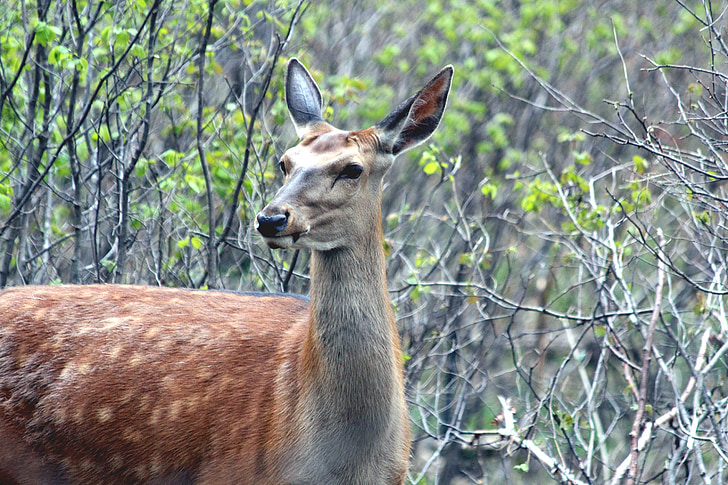 deer, hybrid, x axis deer elk, ovis, animal, mammal, wildlife