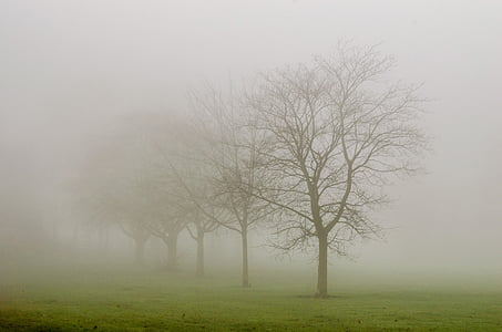 tree, trees, fog, weather, seasons, autumn, winter
