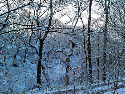 ziemas, meža, pasaku ainava, koks, daba, sniega, ziemā koks