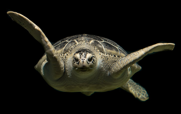 korytnačka, Zelená, more, Ocean, zviera, voľne žijúcich živočíchov, pod vodou