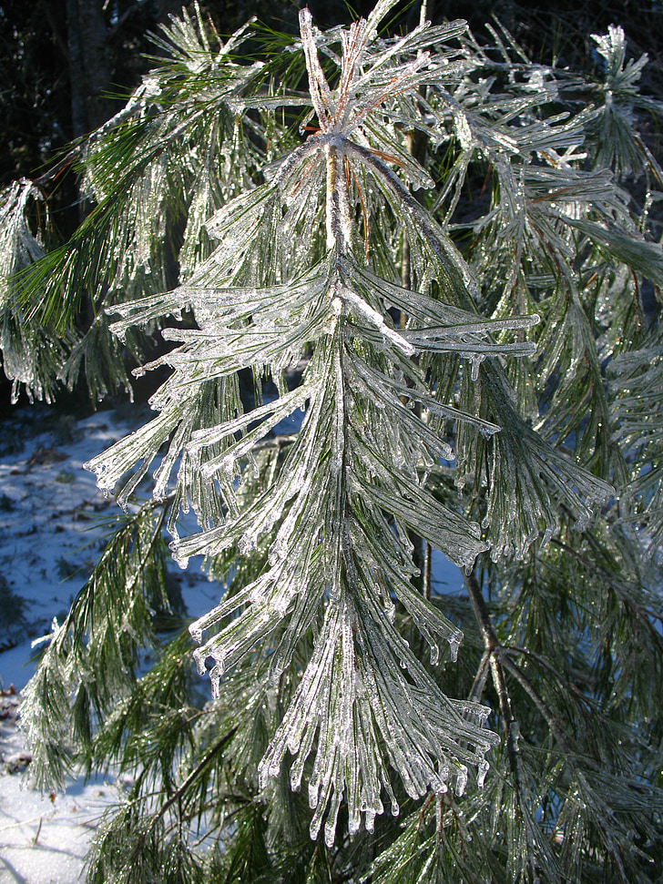 Ice, träd, vinter, snö, kalla, gren, vit furu