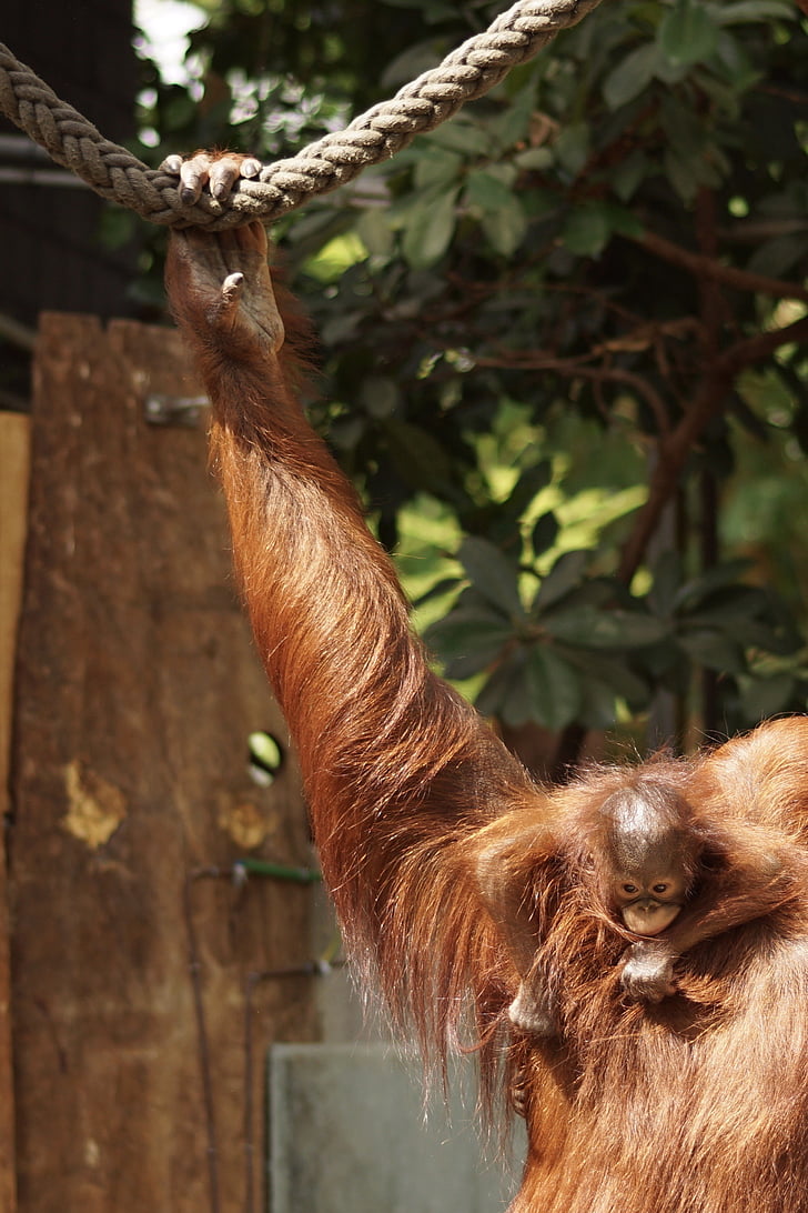 Parque zoológico, Orang-utan, animal joven, amor maternal, mamíferos, fotografía de vida silvestre, un animal