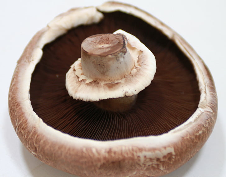 portobello, mushroom, giant mushroom, food