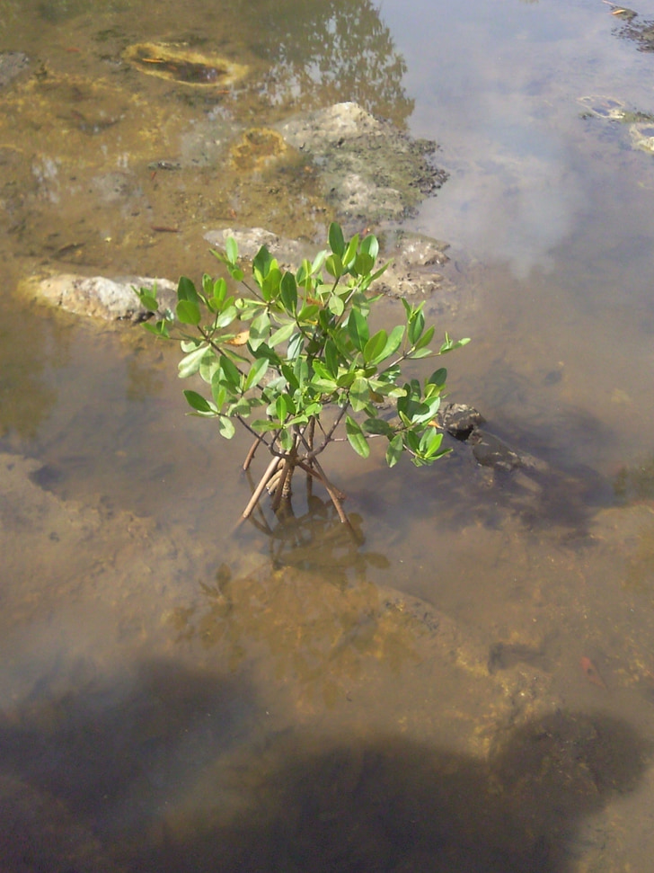 Mangrove, Příroda, venkovní