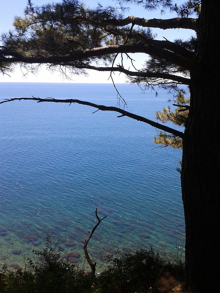 sea, summer, pine, tree, silhouette, water, horizon