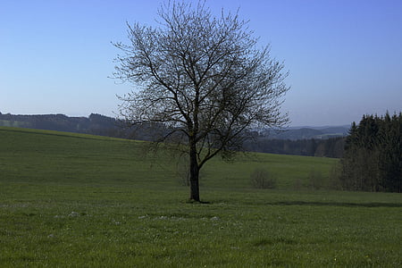 tree, spring, nature, field, landscape, vision, grass