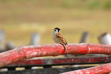 птица, красный бамбук, Полюс, сельской местности, Майя