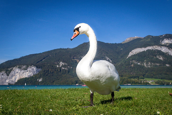 лебед, птица, животните, вода птица, дива природа фотография, езеро, природата