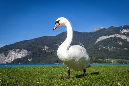лебед, птица, животните, вода птица, дива природа фотография, езеро, природата
