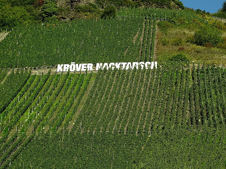 vinograd, Mosel, vinogradarstvo, strme padine, škriljevac, Sachsen, Njemačka