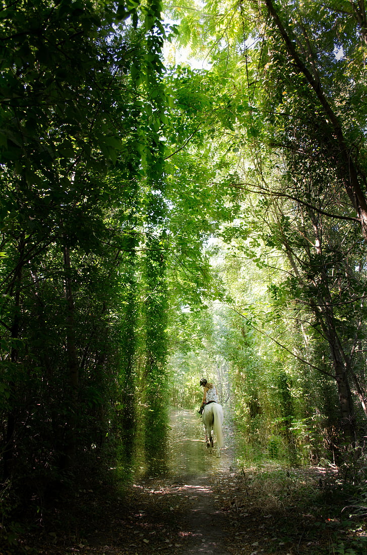 rider, forest, light, mystic, forest road, trees, nature