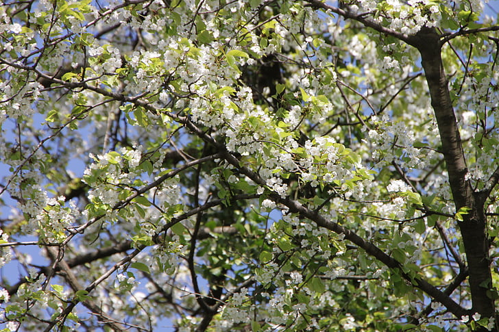 Bloom, květy, třešeň, květiny, Příroda, jaro