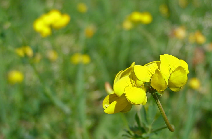 Blume, gelb, Wiese, Birdsfoot Kleeblatt, Lotus corniculatus, Frühling, Sommer