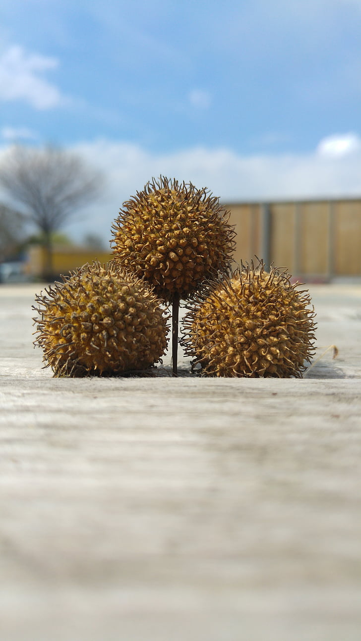 three balls, chestnut, brown, ball, nature