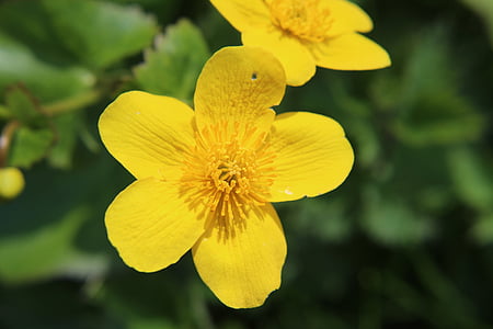 your marigolds, spring, flower, plant, nature, marsh marigold, yellow