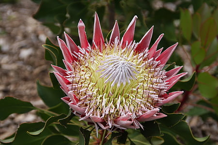 Protea, protea del rey, la cresta flor Sudáfrica, flor nacional de Sudáfrica