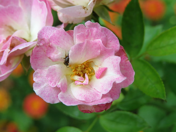 rose, pink, bloom, garden