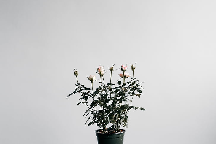 flower, plant, pot, nature, studio shot, white background, no people