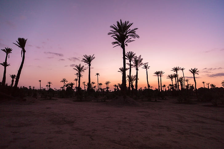 palmeiras, Palm, pôr do sol, deserto, areia, Marrocos, Marrocos