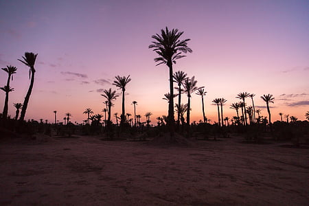 pálmafák, Palm, naplemente, sivatag, homok, Marokkó, MÁV