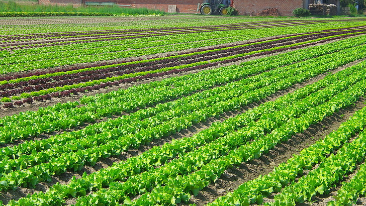salade, plantation, légumes, Agriculture, culture du sol, nutrition, sur le terrain