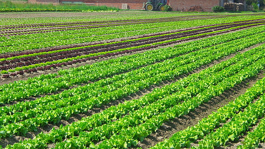 salata, plantaža, povrće, Poljoprivreda, kultura tla, prehrana, terenski rad
